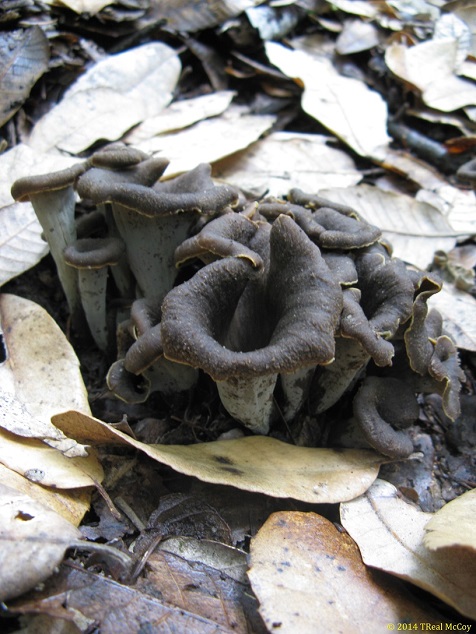 Black Trumpet Mushrooms